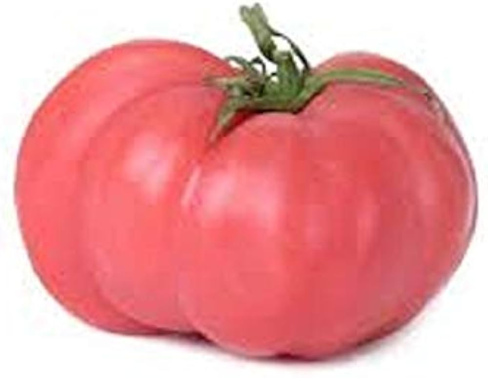 Brandywine (Pink tomato) for planting in garden